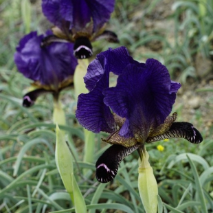 Iris paradoxa